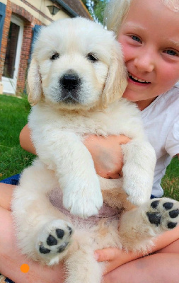 Du Clos Richard - Golden Retriever - Portée née le 08/05/2022